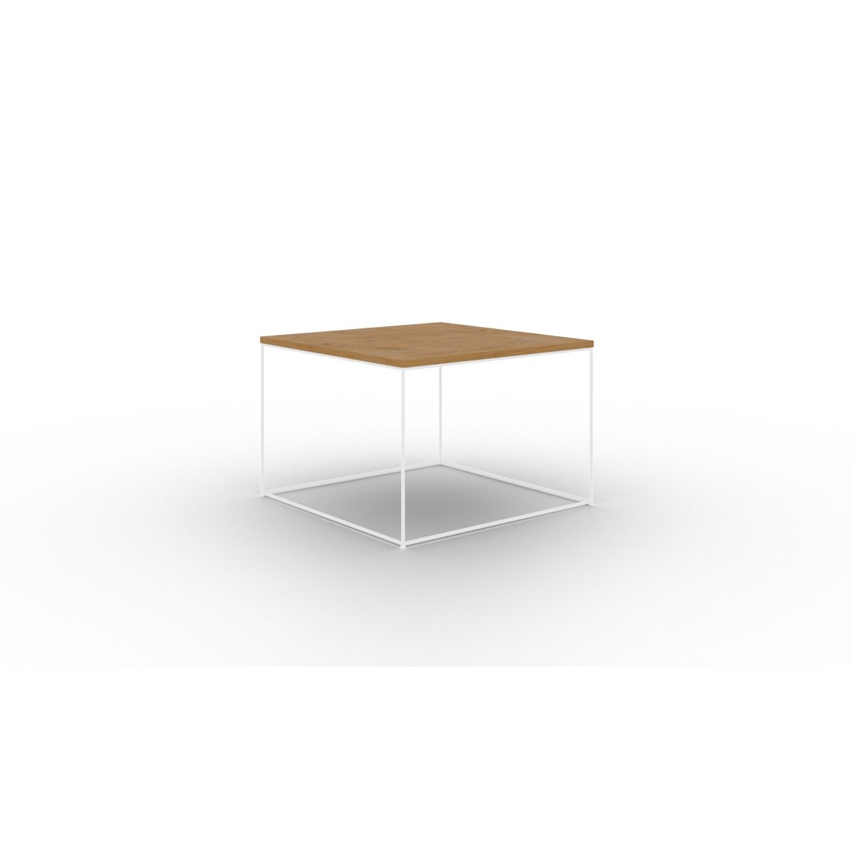 White + Lancelot oak